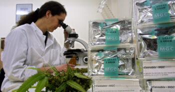 Cannabis labb