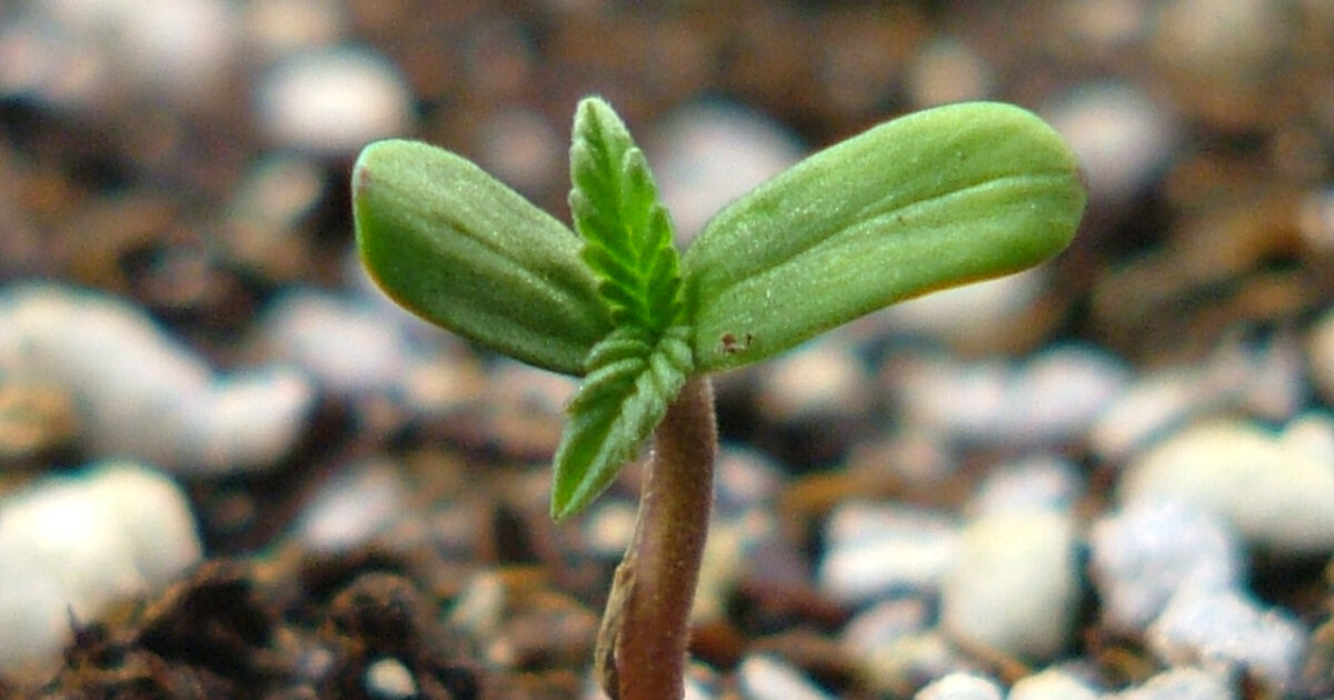 Liten planta