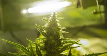 Cannabis topp
