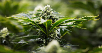 Cannabis bud
