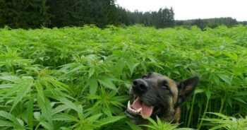 Hund i cannabis