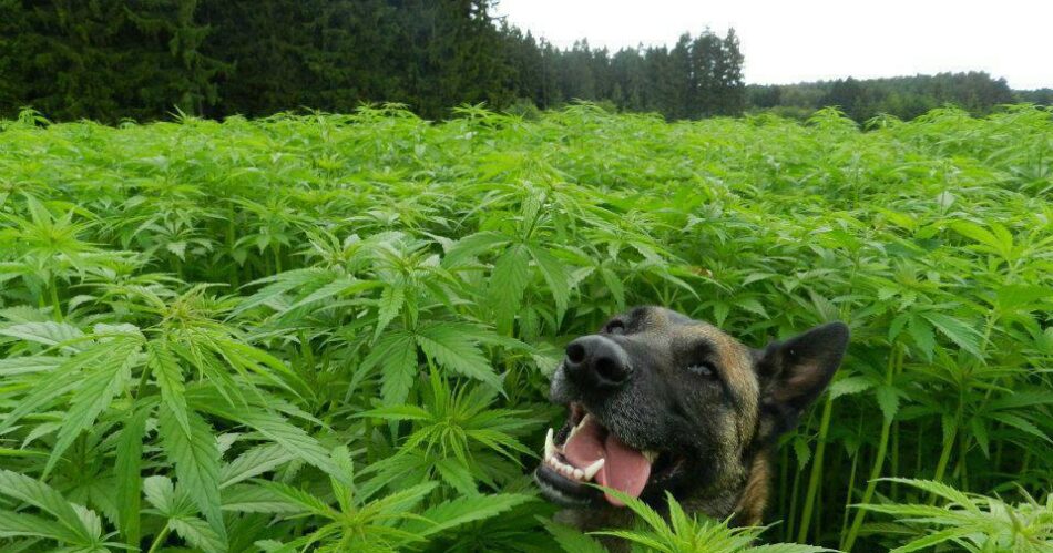 Hund i cannabis