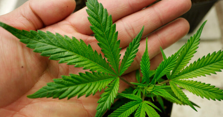 Cannabisblad