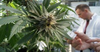 Medicinsk marijuana