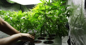 Cannabisodling