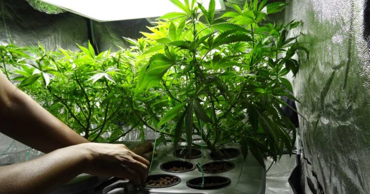 Cannabisodling