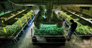 Cannabisodling