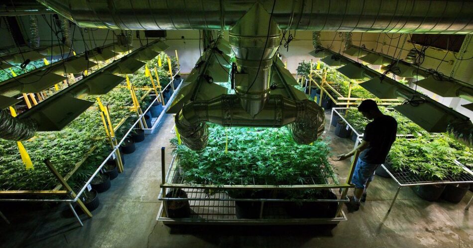 Cannabisodling