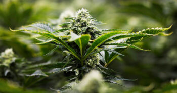 Cannabis