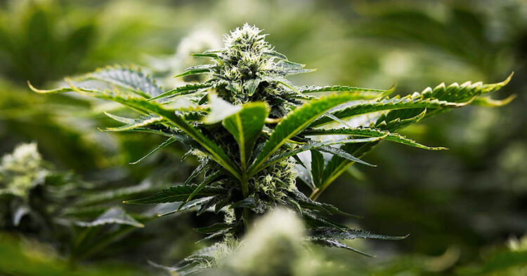 Cannabis
