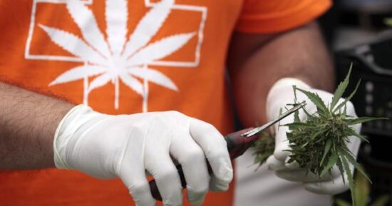 Cannabis skörd