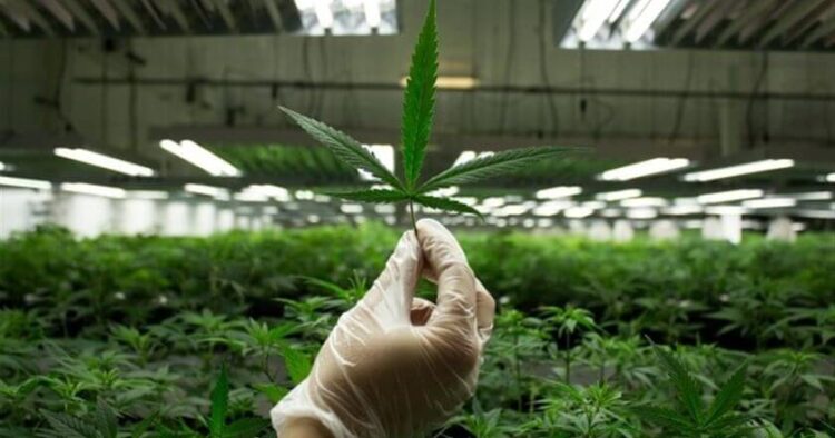 Cannabisodling