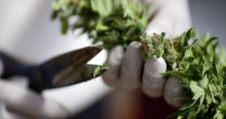 Cannabis skörd