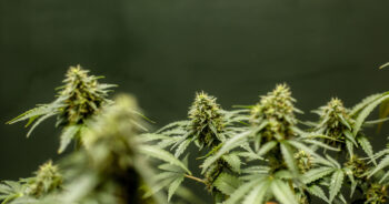 Cannabis buds