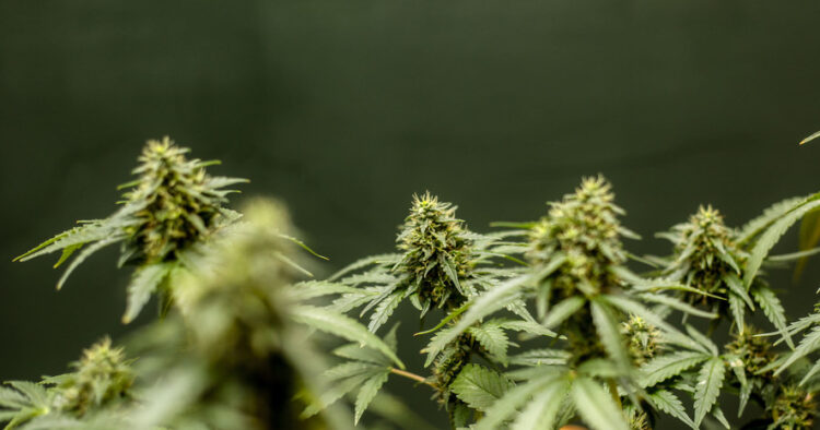 Cannabis buds