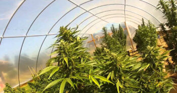 Cannabis buds