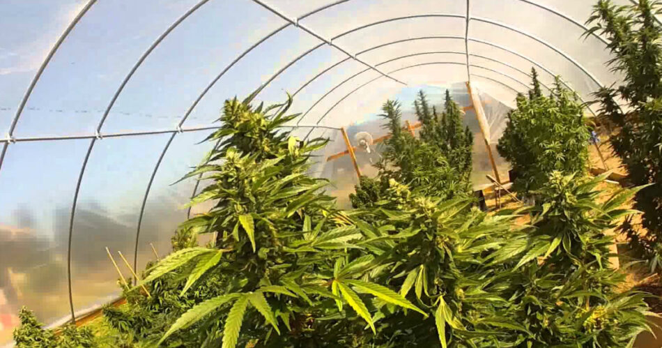 Cannabis buds