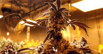 Cannabisodling