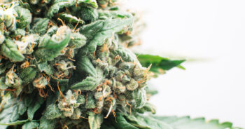 Marijuana