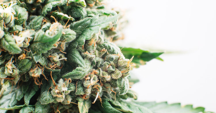 Marijuana