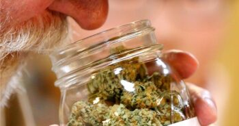 Cannabis i burk
