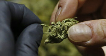 Cannabis bud