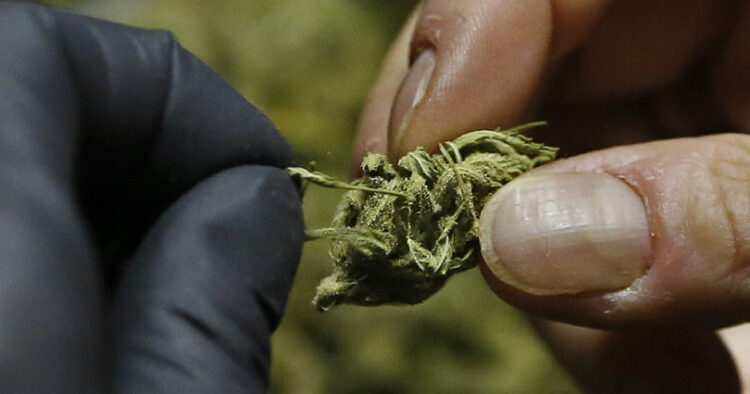 Cannabis bud