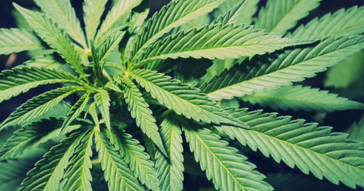 Cannabisblad