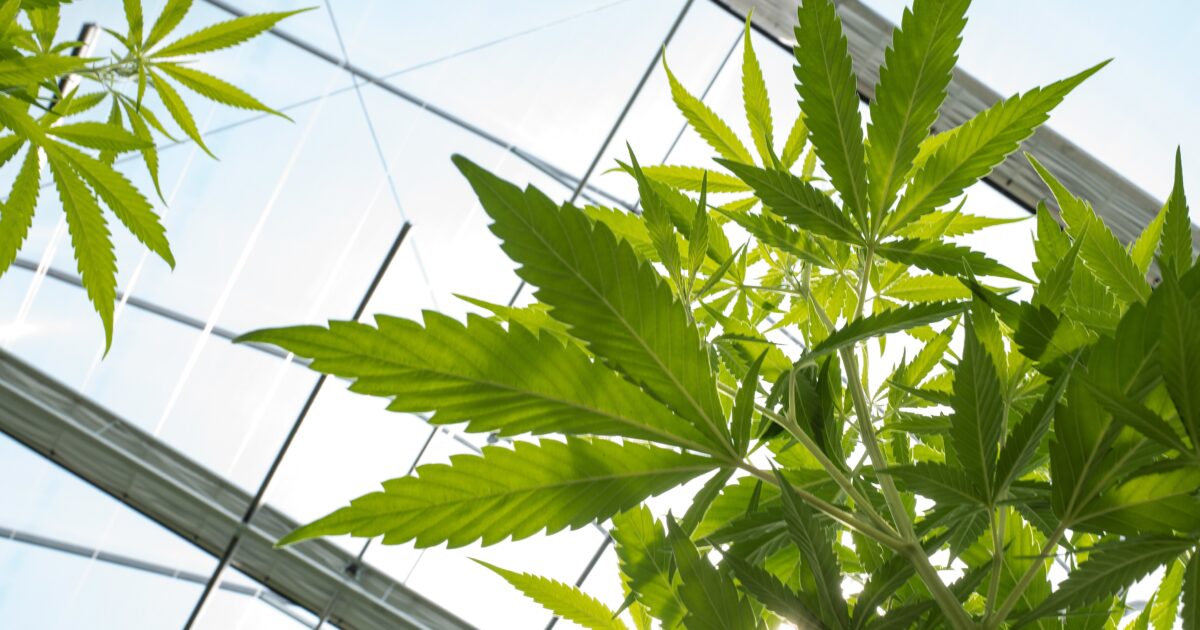 Cannabisodling