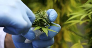Cannabis bud