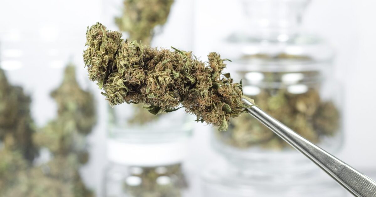 Cannabis bud