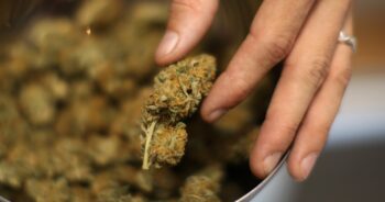 Cannabis i burk