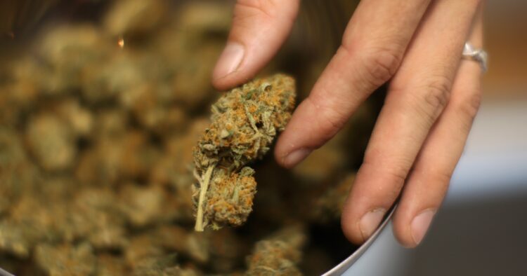 Cannabis i burk