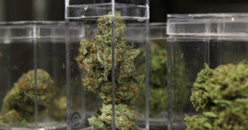 Cannabis i glas