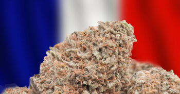 Fransk cannabis