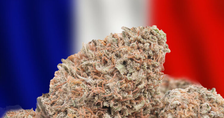 Fransk cannabis
