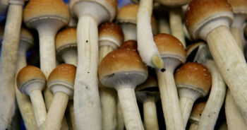 Cubensis