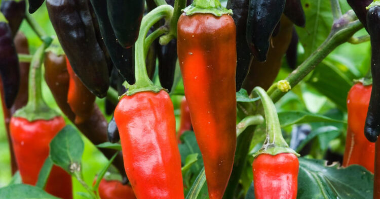 Chilipeppar