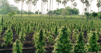 Cannabisplantor