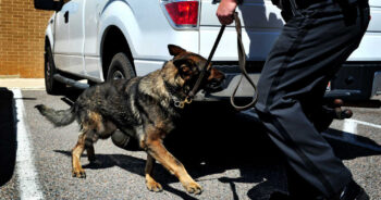 Narkotikahund