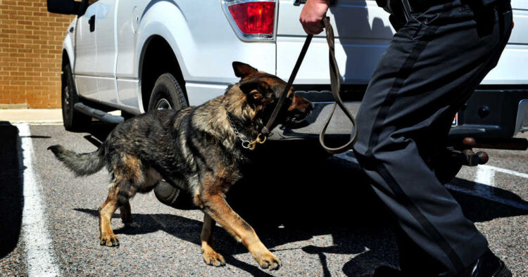 Narkotikahund