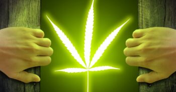 Legalisera cannabis