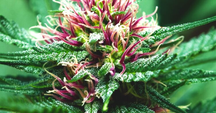 Cannabisblomma