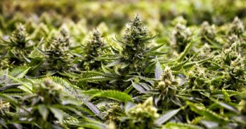 Cannabisplantor