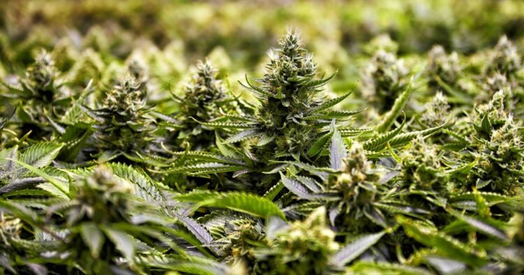 Cannabisplantor