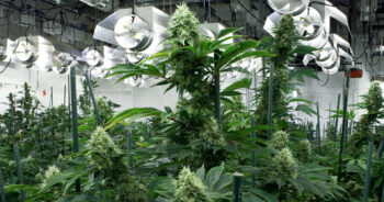 Cannabisodling