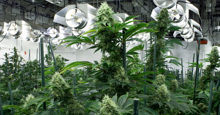 Cannabisodling