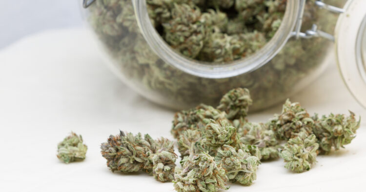 Cannabis