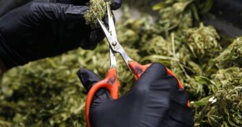 Cannabisodling