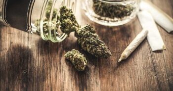 Cannabis
